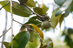 Diospyros candolleana